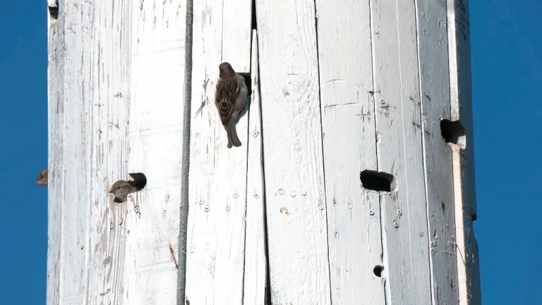 Así se fabrica una torre de biodiversidad
