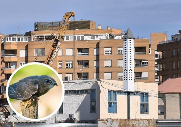 Un hotel para vencejos en la estación del AVE de Almería